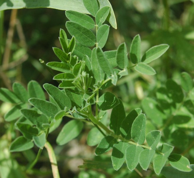 Astragalus.jpg