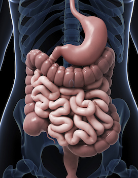 heal-intestines.jpg