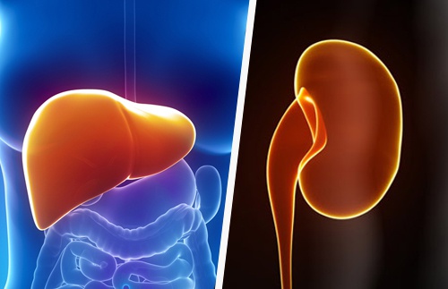 liver-kidneys.jpg