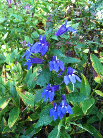 lobelia-inflata.gif